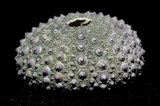 中文名:紫海膽(005452-00026)學名:Anthocidaris crassispina (A. Agassiz, 1863)(005452-00026)