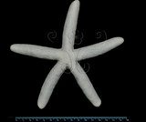 中文名:藍指海星(005621-00007)學名:Linckia laevigata Linnaeus, 1758(005621-00007)