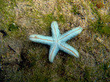 中文名:藍指海星(005621-00008)學名:Linckia laevigata Linnaeus, 1758(005621-00008)