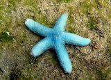 中文名:藍指海星(005621-00008)學名:Linckia laevigata Linnaeus, 1758(005621-00008)