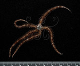 中文名:蜈蚣櫛蛇尾(005621-00011)學名:Ophiocoma scolopendrina (Lamarck, 1816)(005621-00011)