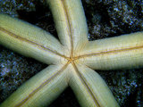 中文名:藍指海星(005558-00001)學名:Linckia laevigata Linnaeus, 1758(005558-00001)