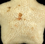 中文名:擬淺盤小海燕(001619-00014)學名:Patiriella pseudoexigua Dartnall, 1971(001619-00014)