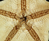 中文名:擬淺盤小海燕(002689-00008)學名:Patiriella pseudoexigua Dartnall, 1971(002689-00008)