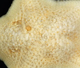 中文名:擬淺盤小海燕(004655-00115)學名:Patiriella pseudoexigua Dartnall, 1971(004655-00115)