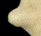 中文名:擬淺盤小海燕(004655-00116)學名:Patiriella pseudoexigua Dartnall, 1971(004655-00116)