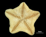 中文名:擬淺盤小海燕(004655-00116)學名:Patiriella pseudoexigua Dartnall, 1971(004655-00116)