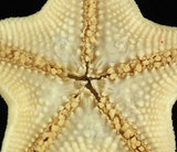 中文名:擬淺盤小海燕(004655-00117)學名:Patiriella pseudoexigua Dartnall, 1971(004655-00117)