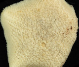 中文名:擬淺盤小海燕(004850-00001)學名:Patiriella pseudoexigua Dartnall, 1971(004850-00001)