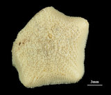中文名:擬淺盤小海燕(004850-00001)學名:Patiriella pseudoexigua Dartnall, 1971(004850-00001)