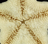 中文名:擬淺盤小海燕(005088-00129)學名:Patiriella pseudoexigua Dartnall, 1971(005088-00129)