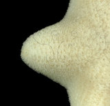 中文名:擬淺盤小海燕(005088-00130)學名:Patiriella pseudoexigua Dartnall, 1971(005088-00130)