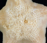 中文名:擬淺盤小海燕(005088-00131)學名:Patiriella pseudoexigua Dartnall, 1971(005088-00131)