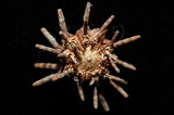 中文名:冠棘真頭帕海膽(005452-00007)學名:Eucidaris metularia (Lamarck, 1816)(005452-00007)