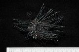中文名:冠刺棘海膽(005558-00004)學名:Echinothrix diadema (Linnaeus, 1758)(005558-00004)