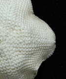 中文名:直齒海燕(002318-00159)學名:Asterina sarasini (de Loriol, 1897)(002318-00159)中文別名:沙氏小海燕