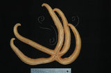 中文名:紅滑皮海星(002318-00163)學名:Leiaster speciosus von Martens, 1866(002318-00163)中文別名:麗紅蛇星