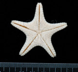 中文名:鼠李角海星(002318-00173)學名:Stellasteropsis colubrinus Macan, 1938(002318-00173)