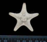 中文名:鼠李角海星(002318-00173)學名:Stellasteropsis colubrinus Macan, 1938(002318-00173)