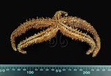中文名:赤麗棘海星(002318-00164 )學名:Echinaster callosus von Marenzeller, 1895(002318-00164 )
