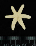 中文名:刺腕蠍海燕(001695-00010)學名:Nepanthia belcheri (Perrier, 1875)(001695-00010)中文別名:裂殖小海燕,貝氏尼斑海燕