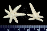 中文名:刺腕蠍海燕(002318-00145)學名:Nepanthia belcheri (Perrier, 1875)(002318-00145)中文別名:裂殖小海燕,貝氏尼斑海燕