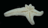 中文名:刺腕蠍海燕(003000-00087)學名:Nepanthia belcheri (Perrier, 1875)(003000-00087)中文別名:裂殖小海燕,貝氏尼斑海燕