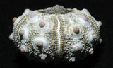 中文名:輪鏈頭帕(002328-00027)學名:Plococidaris verticillata (Lamarck, 1816)(002328-00027)