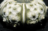 中文名:輪鏈頭帕(005452-00035)學名:Plococidaris verticillata (Lamarck, 1816)(005452-00035)