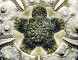 中文名:輪鏈頭帕(005452-00035)學名:Plococidaris verticillata (Lamarck, 1816)(005452-00035)