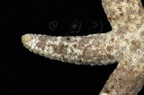 中文名:顆粒蛇海星(002597-00021)學名:Ophidiaster granifer Lutken, 1872(002597-00021)