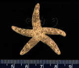 中文名:顆粒蛇海星(002597-00021)學名:Ophidiaster granifer Lutken, 1872(002597-00021)