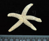 中文名:顆粒蛇海星(005452-00022)學名:Ophidiaster granifer Lutken, 1872(005452-00022)