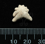 中文名:伯頓海燕(005452-00048)學名:Asterina burtoni Gray, 1840(005452-00048)