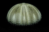 中文名:雜色角孔海膽(005452-00051)學名:Salmacis sphaeroides (Linnaeus, 1758)(005452-00051)