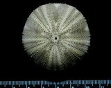 中文名:雜色角孔海膽(005452-00051)學名:Salmacis sphaeroides (Linnaeus, 1758)(005452-00051)