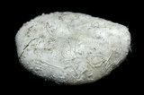中文名:扁仙壺海膽(003683-00058)學名:Maretia planulata (Lamarck, 1816)(003683-00058)