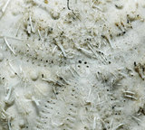 中文名:扁仙壺海膽(003683-00058)學名:Maretia planulata (Lamarck, 1816)(003683-00058)
