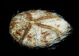 中文名:扁仙壺海膽(004023-00001)學名:Maretia planulata (Lamarck, 1816)(004023-00001)