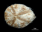 中文名:扁仙壺海膽(004023-00001)學名:Maretia planulata (Lamarck, 1816)(004023-00001)