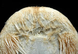 中文名:扁仙壺海膽(004478-00101)學名:Maretia planulata (Lamarck, 1816)(004478-00101)