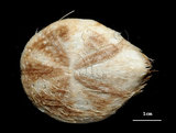 中文名:扁仙壺海膽(004478-00101)學名:Maretia planulata (Lamarck, 1816)(004478-00101)