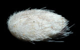 中文名:扁仙壺海膽(004655-00036)學名:Maretia planulata (Lamarck, 1816)(004655-00036)