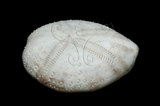 中文名:扁仙壺海膽(005583-00022)學名:Maretia planulata (Lamarck, 1816)(005583-00022)