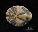 中文名:扁仙壺海膽(006243-00012)學名:Maretia planulata (Lamarck, 1816)(006243-00012)