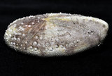 中文名:扁仙壺海膽(006243-00014)學名:Maretia planulata (Lamarck, 1816)(006243-00014)