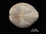 中文名:扁仙壺海膽(006243-00014)學名:Maretia planulata (Lamarck, 1816)(006243-00014)