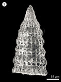 中文名:(NMNS004959-F010303)學名:Archaeodictyomitra coniforma Dumitrica(NMNS004959-F010303)