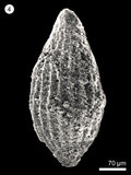 中文名:(NMNS004959-F010304)學名:Archaeodictyomitra lacrimula (Foreman)(NMNS004959-F010304)