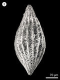 中文名:(NMNS004959-F010304)學名:Archaeodictyomitra lacrimula (Foreman)(NMNS004959-F010304)